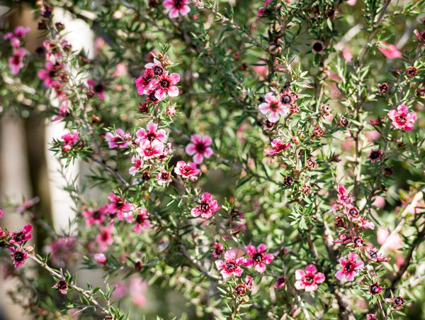 Leptospermum scoparium Südseemyrte Blüten