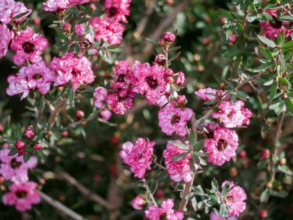 Leptospermum solarium