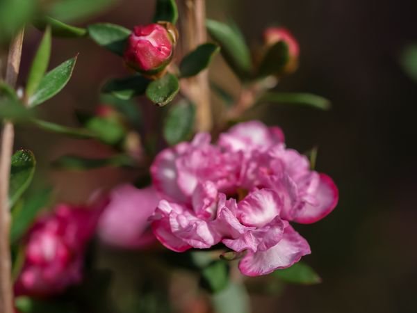 Leptospermum scoparium