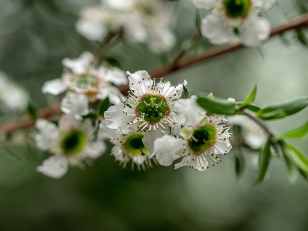 Leptospermum trinervium