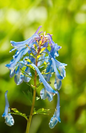 Blauer Lerchensporn (Corydalis elata)