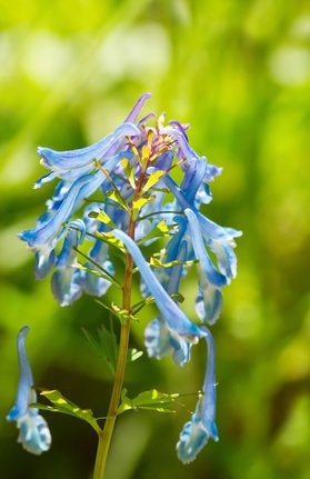 Blauer Lerchensporn (Corydalis elata) 