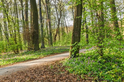 Von Lerchensporn umrandeter Waldweg