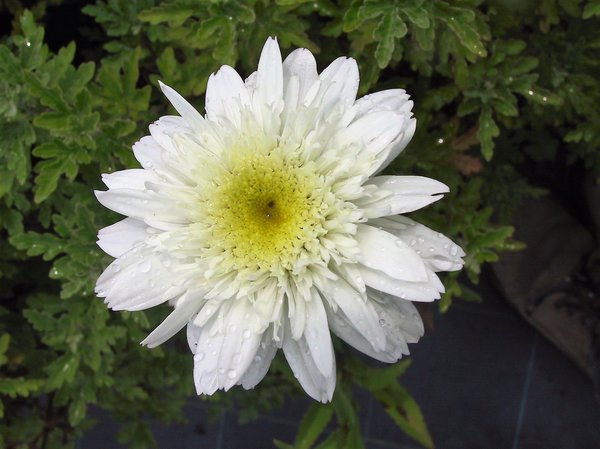 Leucanthemum x superbum 'Stina'