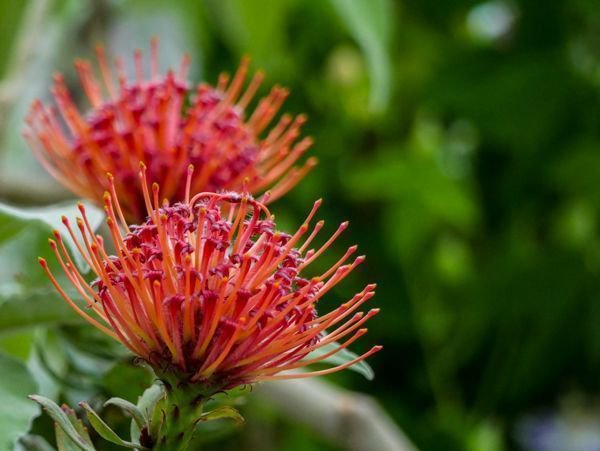 Leucospermum glabrum