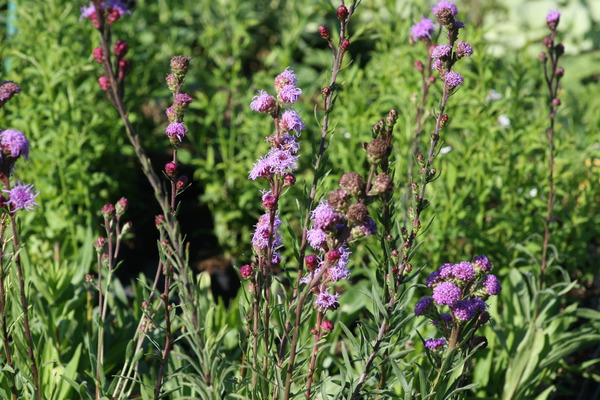 Liatris ligulistylis