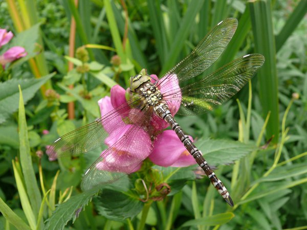 Libelle auf Schlangenkopf, Schildblume (Chelone obliqua)