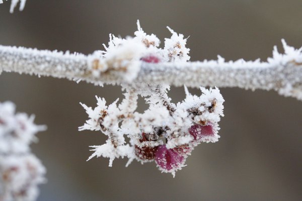 Gartenvögel ernähren sich im Winter von den beerenartigen Scheinfrüchten