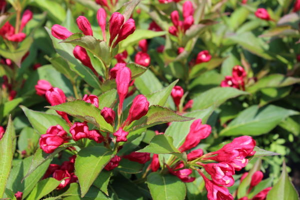 die dunkelroten Blüten von Weigela florida 'All Summer Red