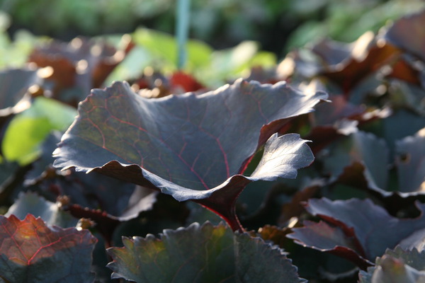 Ligularia dentata Britt Marie Crawford