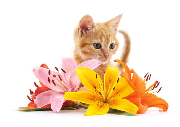 Lilien sind für Katzen hochgiftig.