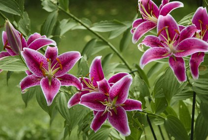 Blhende Feuerlilien