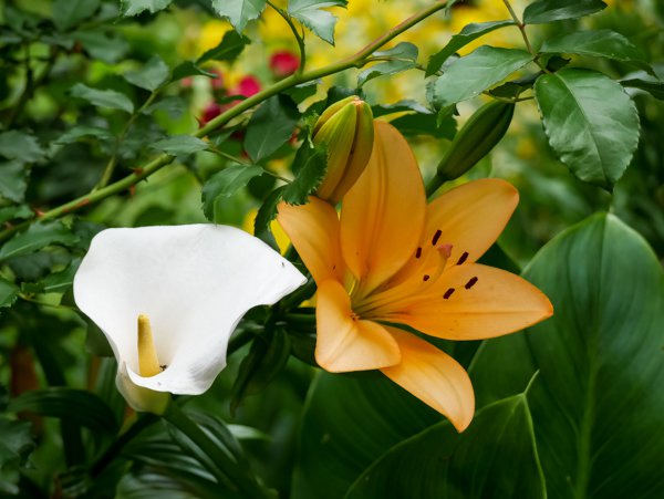 Calla überwintern