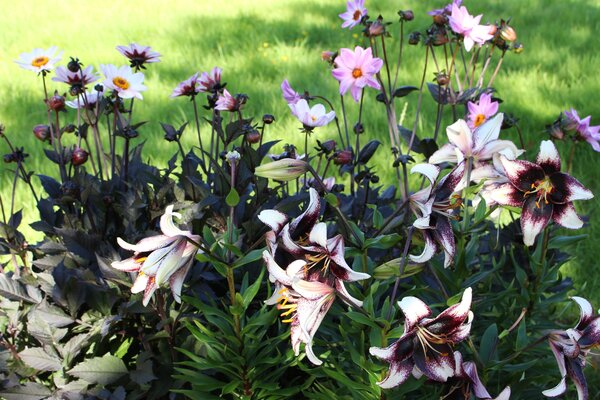 Lilien pflanzen und pflegen, Lilie 'Stracciatella Event', Dahlien Happy Single Princess', Bishop of Leicester