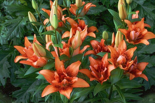 Lilie, Lilium, Double Love, Nijssen
