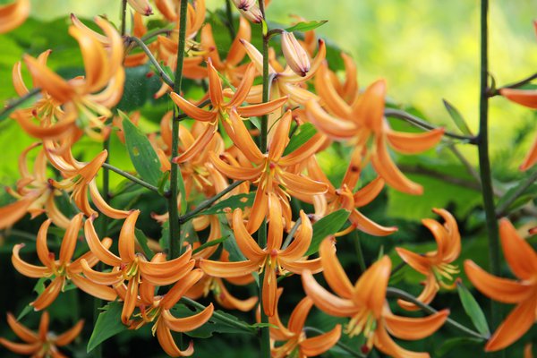 Blumenzwiebel Sorten Türkenbund-Lilie Orange Marmalade Lubera