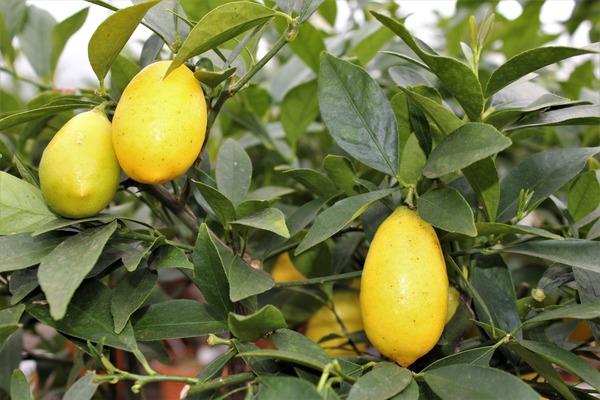 Limequat 'Tavares' (Citrus aurantifolia x Fortunella margarita 'Tavares')