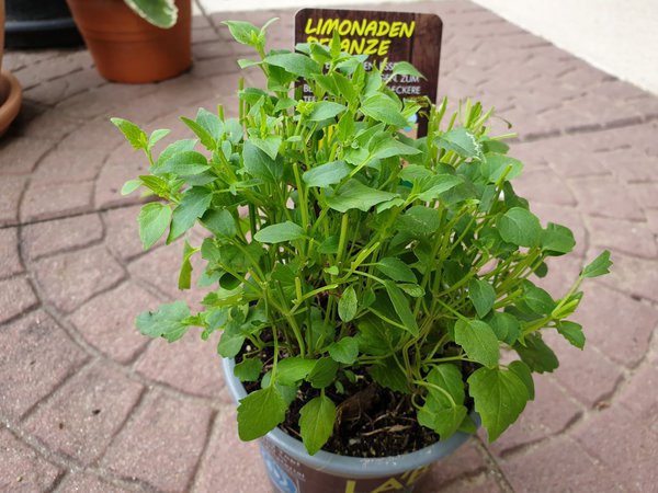Limo-Pflanzen regelmäßig, aber mäßig gießen