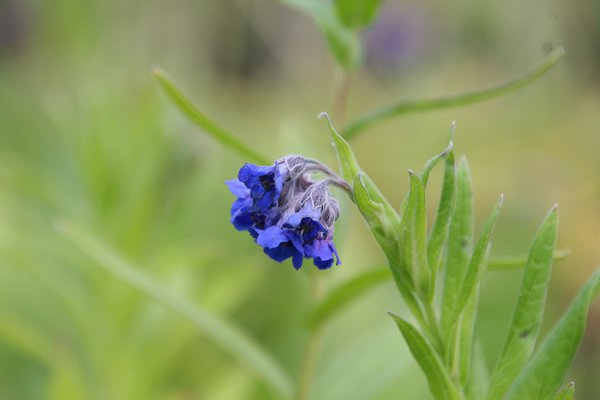 Lindelofia longiflora