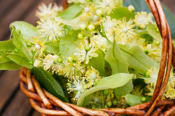 Die Lindenblüten Wirkung