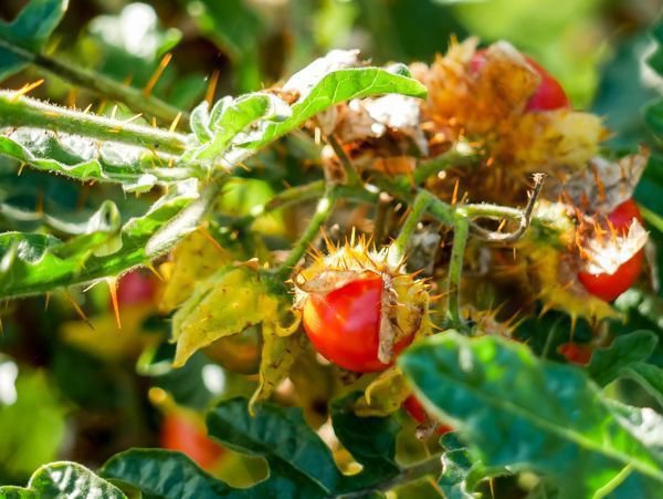 Litschi Tomaten pflanzen