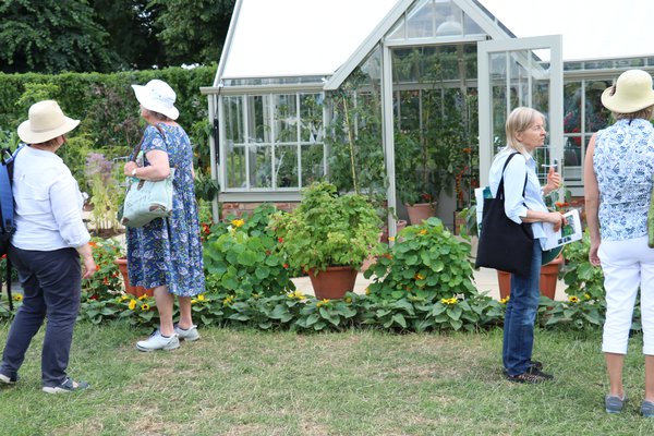 Hampton Court Little Sweet Sister Lubera