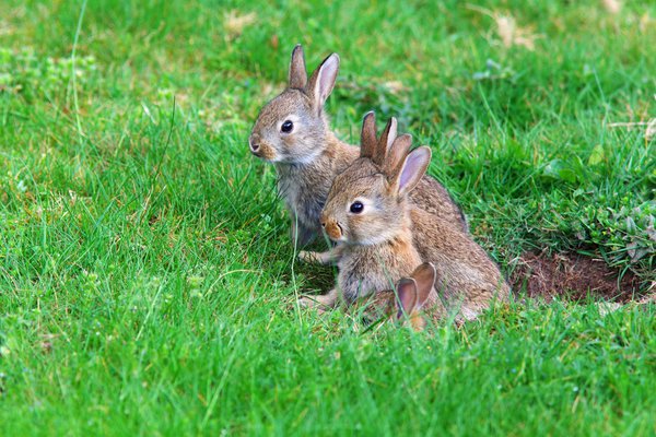 Kaninchen buddeln tiefe Löcher