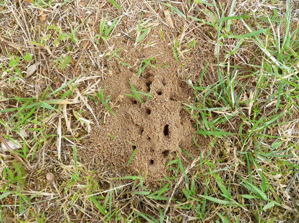 Löcher im Rasen durch Ameisen