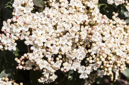 Lorbeerblättrige Schneeball (Viburnum tinus), auch Immergrüner Schneeball, Lorbeer-Schneeball oder Mittelmeer-Schneeball