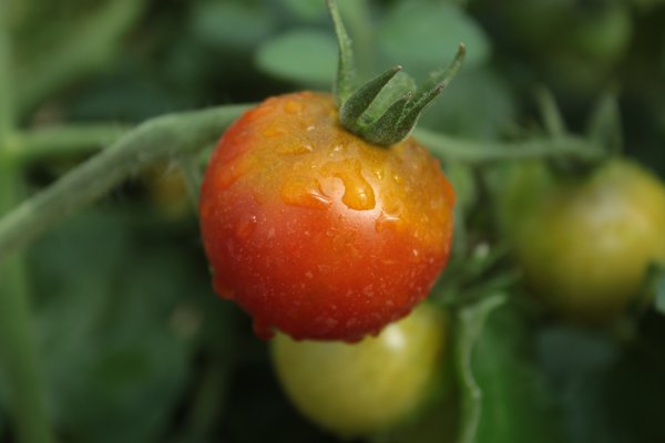Strauchtomate Losetto (Solanum lycopersicum)