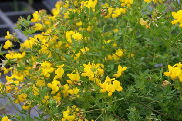 Lotus corniculatus, Staude, Pppel