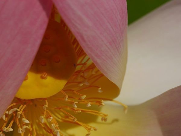 Die Blte der Lotus Blume ist in jedem Teil interessant