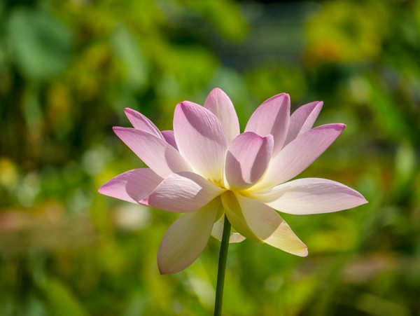 die Lotuspflanze hat eine der schnsten Blten