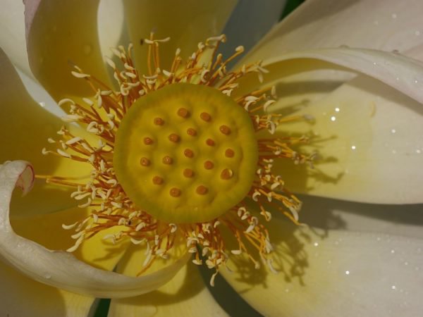 Lotus ist ideal fr Teiche und Brunnen