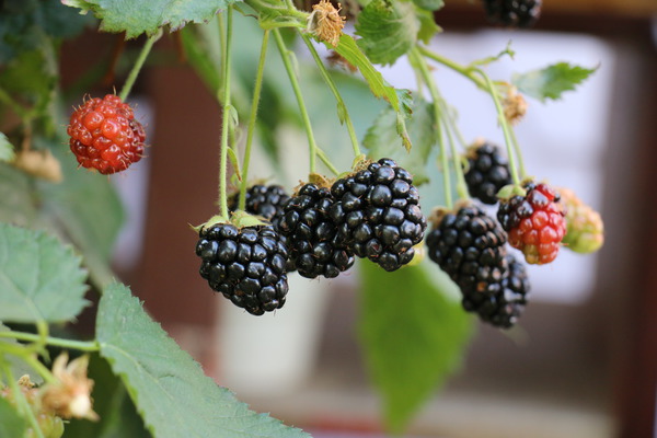 Lowberry® Brombeere Little Black Prince® - Früchte Lowberry® Brombeere Little Black Prince® - Früchte