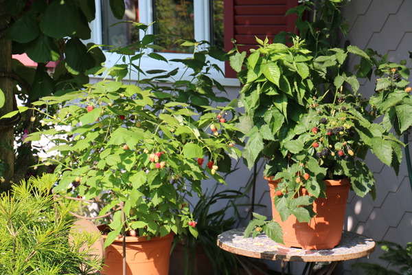 Links Herbsthimbeere Little Red Princesse, rechts Brombeere Little Black Prince Links Herbsthimbeere Little Red Princesse, rechts Brombeere Little Black Prince