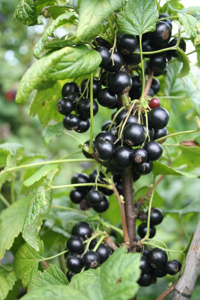 Lowberry Little Black Sugar Lubera