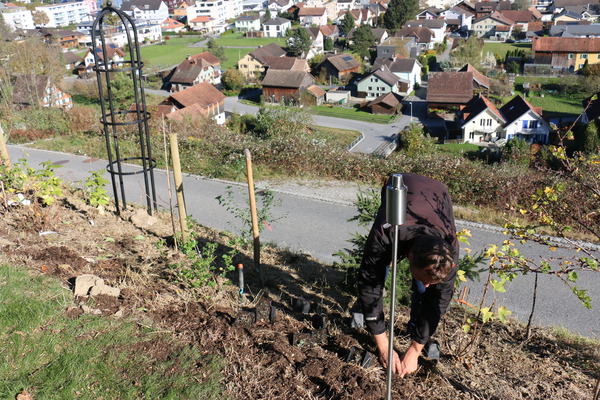 Fruchtfreundinnen Zwiebeln pflanzen