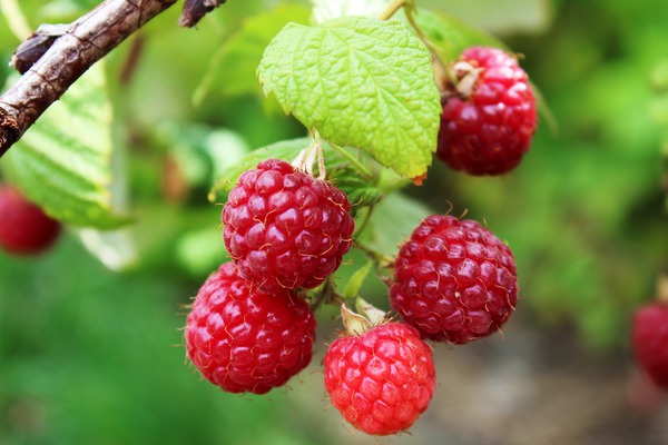 Himbeeren Krankheiten Himbeere Sanibelle Lubera