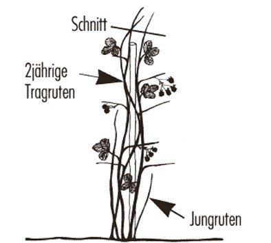 Brombeeren schneiden Rubus fruticosus Kulturanleitung Einzelpfahlerziehung Lubera