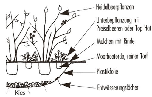 Heidelbeeren kaufen Moorbeet Lubera hilft