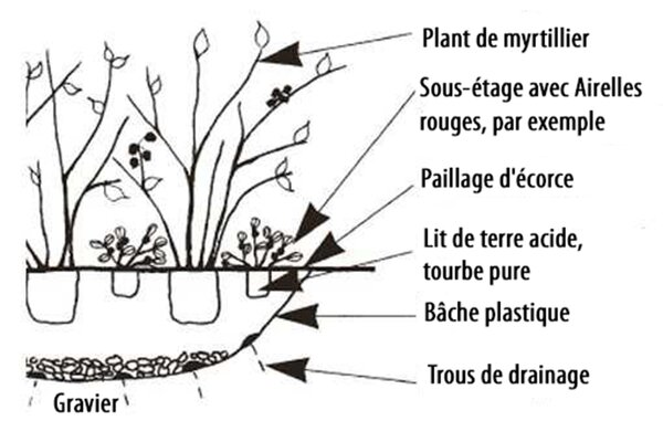 plantation de myrtilliers sur lit de terre acide de bruy&egrave;re, tourbe