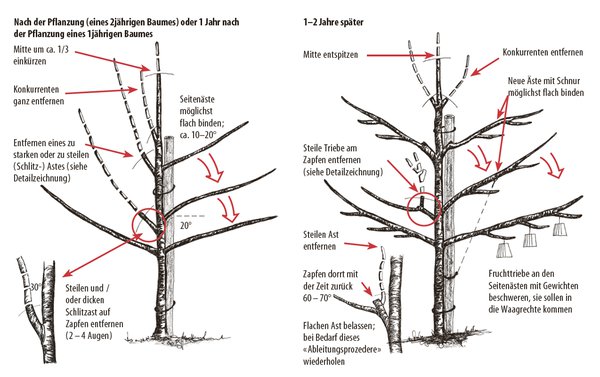 Kirschbaum pflanzen Kulturanleitung Lubera