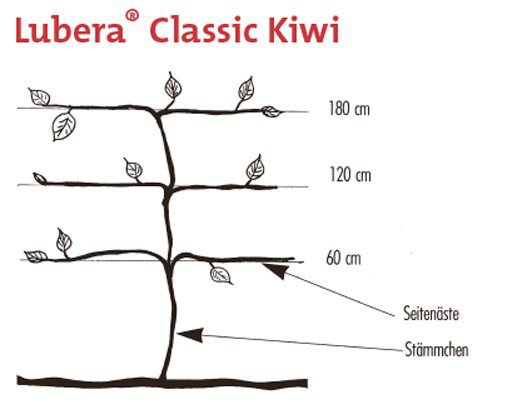 Mini-Kiwi Lubera