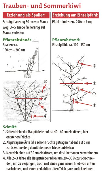 Actinidia kolomikta Sommerkiwi Kulturanleitung Lubera