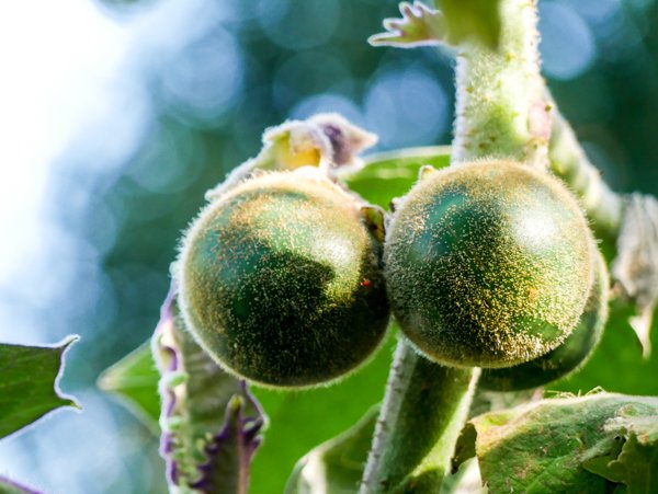 Solanum quitoense