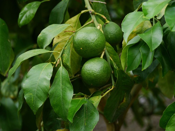 Lumia Limette 'Pomum Adami' (Citrus lumia)