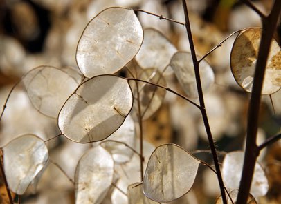 Honesty plant seed pods aka money plant, silver dollar plant