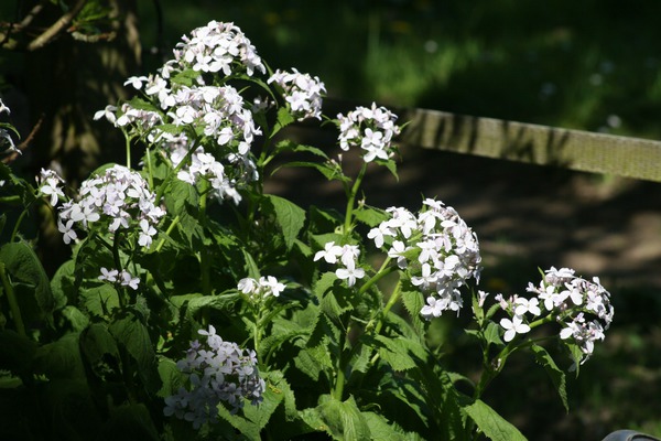 Lunaria redivia