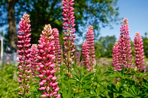 Lupinen richtig aussäen.